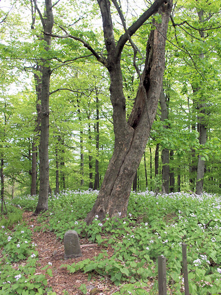 Wald mit dem Bestand des Ausdauernden Silberblattes (Mondviole) auf dem Berggipfel.