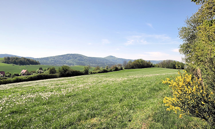 Kvetoucí janovec na jižním úbočí Steinbergu. V pozadí je Jedlová a Vyhlídka (Weberberg).